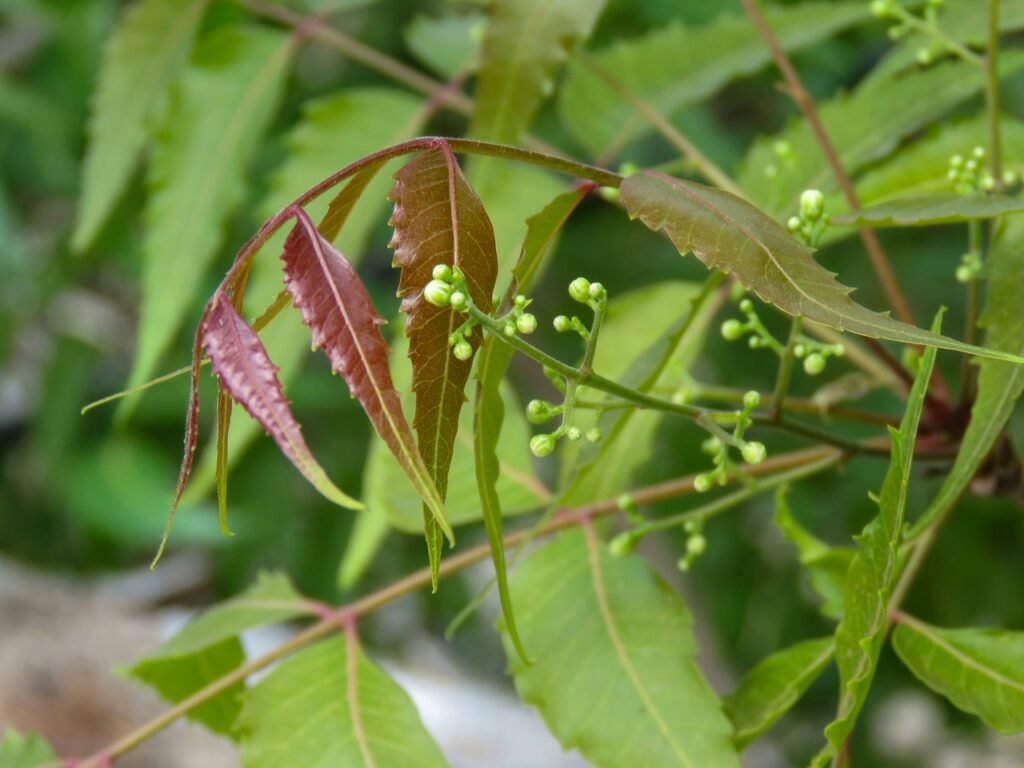 green shades in nature, neem tree, neem, tree, ugadi, grow, growth, small buds, organic, green, medicine tree, medicine, green medicine, neem tree, neem tree, neem tree, neem tree, neem tree, ugadi